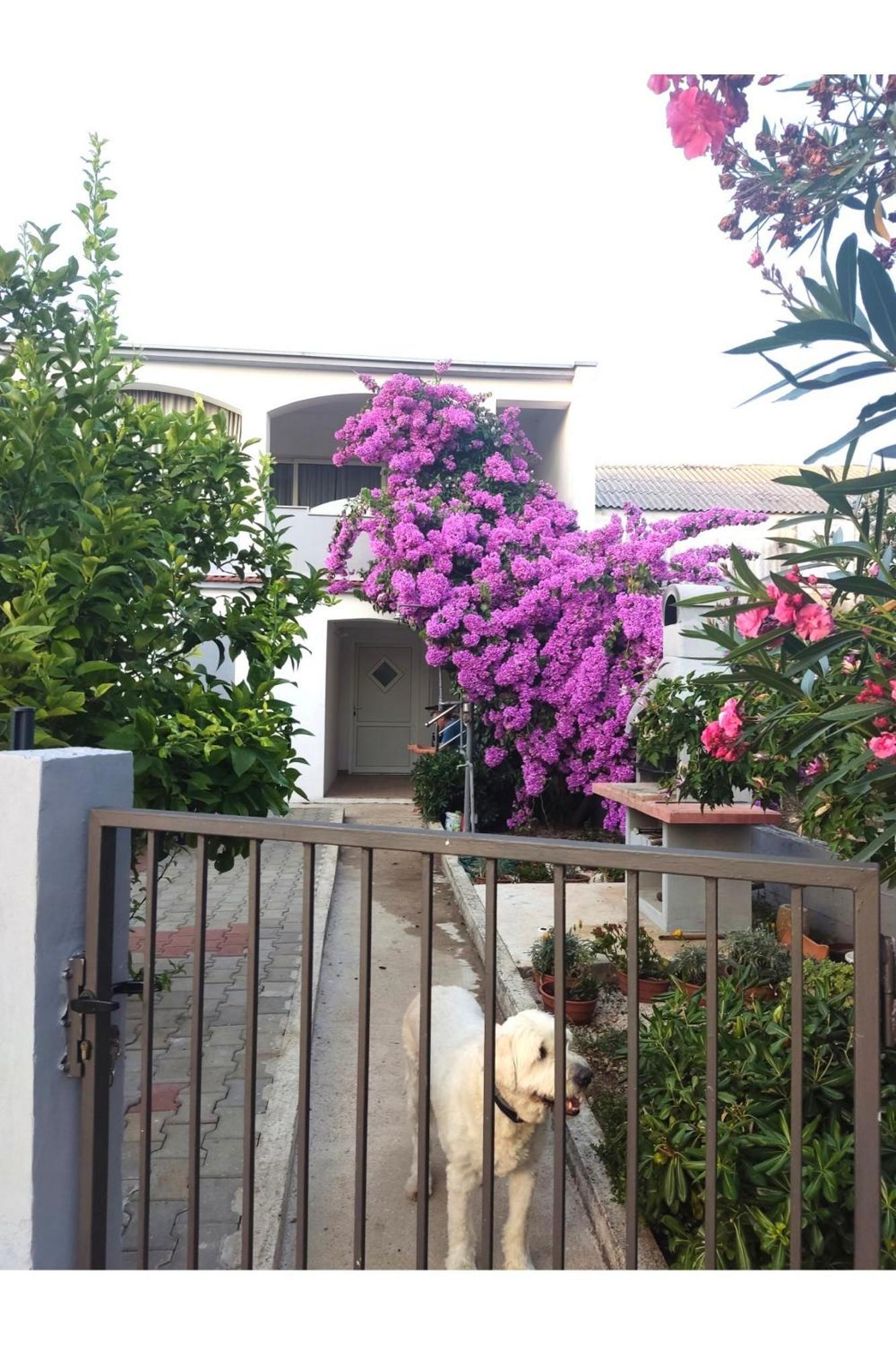 Apartment Flowers